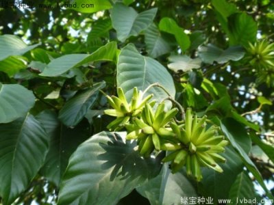 喜樹(shù)種子