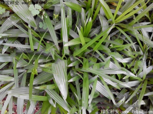 <a href='http://www.hn123.net.cn/linmuzhongzi/2251.html' target='_blank'>棕竹種子</a>