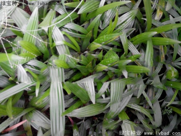 棕竹<a href='http://www.hn123.net.cn/' target='_blank'>種子</a>
