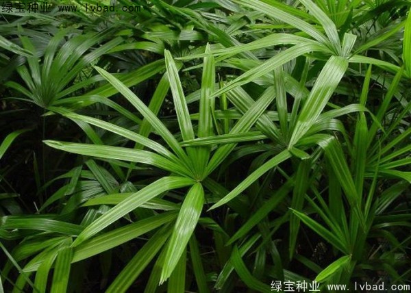 <a href='http://www.hn123.net.cn/linmuzhongzi/2251.html' target='_blank'>棕竹種子</a>