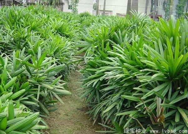 棕竹<a href='http://www.hn123.net.cn/' target='_blank'>種子</a>