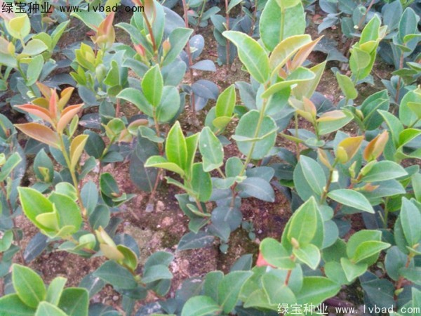<a href='http://www.hn123.net.cn/linmuzhongzi/2252.html' target='_blank'>油茶種子</a>