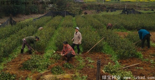 <a href='http://www.hn123.net.cn/linmuzhongzi/2252.html' target='_blank'>油茶種子</a>