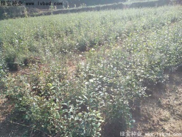 <a href='http://www.hn123.net.cn/linmuzhongzi/2257.html' target='_blank'>金彈子種子</a>