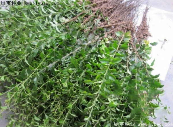 <a href='http://www.hn123.net.cn/linmuzhongzi/2257.html' target='_blank'>金彈子種子</a>