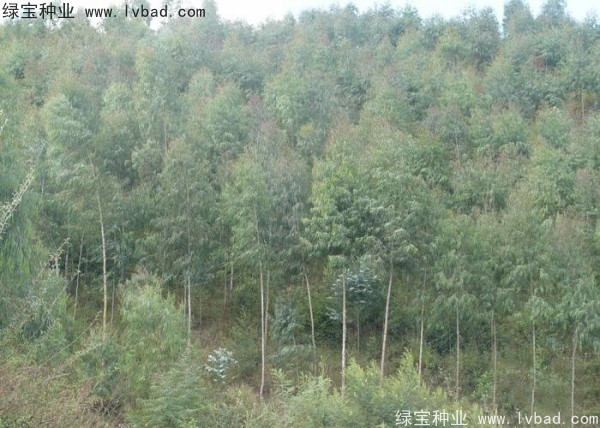 <a href='http://www.hn123.net.cn/linmuzhongzi/2259.html' target='_blank'>桉樹種子</a>