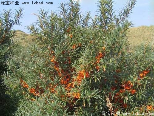 刺柳<a href='http://www.hn123.net.cn/' target='_blank'>種子</a>