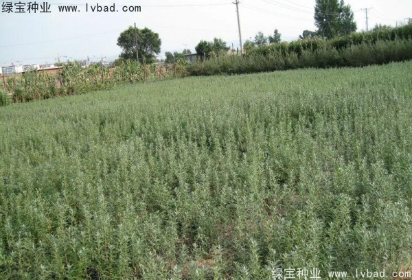 刺柳<a href='http://www.hn123.net.cn/' target='_blank'>種子</a>