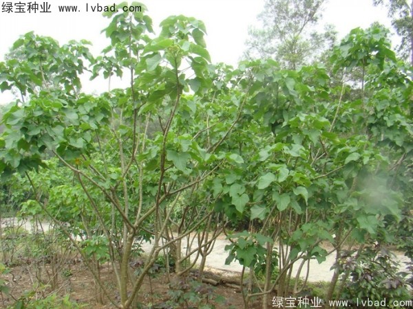 <a href='http://www.hn123.net.cn/linmuzhongzi/2264.html' target='_blank'>麻瘋樹(shù)種子</a>