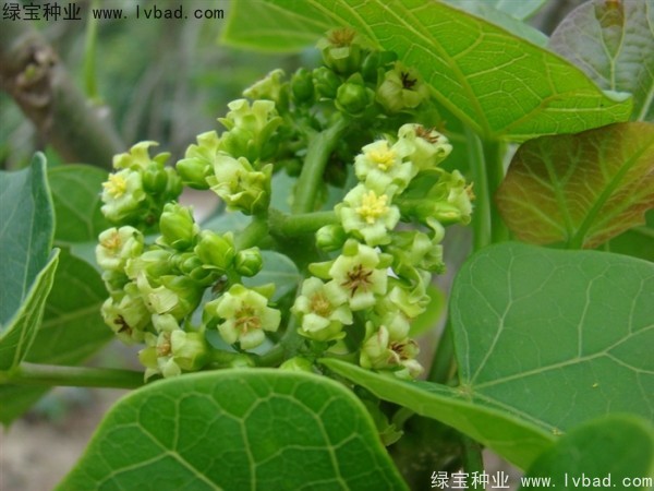 麻瘋樹(shù)<a href='http://www.hn123.net.cn/' target='_blank'>種子</a>