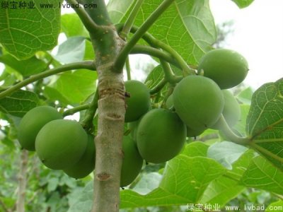 麻瘋樹(shù)種子