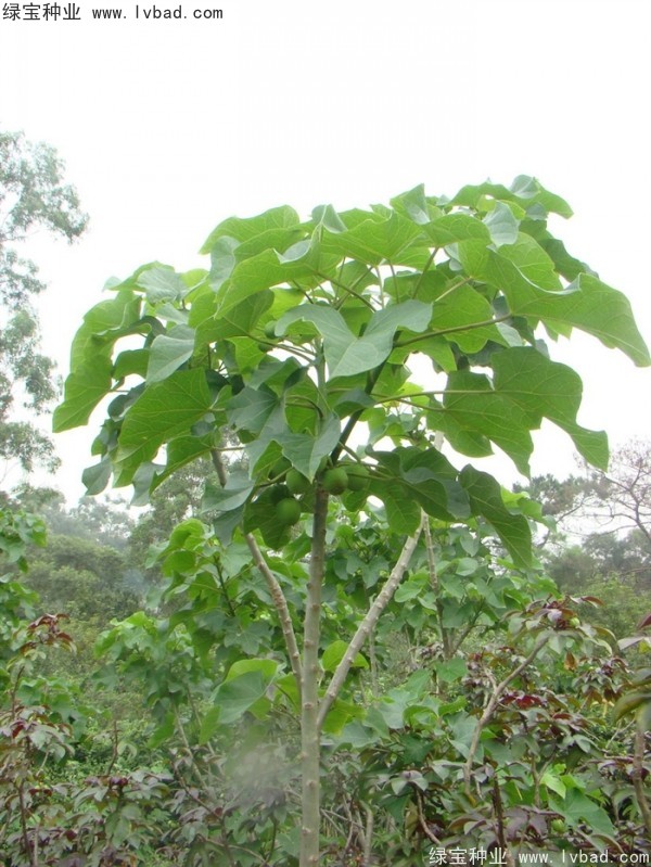 <a href='http://www.hn123.net.cn/linmuzhongzi/2264.html' target='_blank'>麻瘋樹(shù)種子</a>