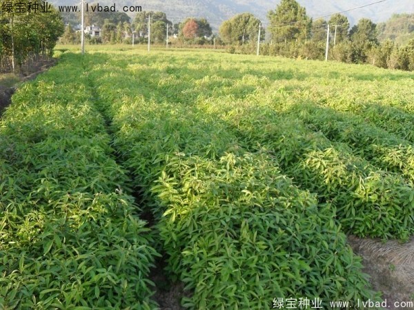 <a href='http://www.hn123.net.cn/linmuzhongzi/2265.html' target='_blank'>木荷</a><a href='http://www.hn123.net.cn/' target='_blank'>種子</a>