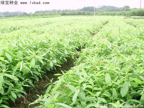 <a href='http://www.hn123.net.cn/linmuzhongzi/2265.html' target='_blank'>木荷種子</a>