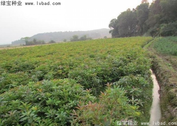 <a href='http://www.hn123.net.cn/linmuzhongzi/2265.html' target='_blank'>木荷種子</a>