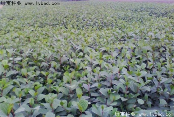 <a href='http://www.hn123.net.cn/linmuzhongzi/2268.html' target='_blank'>榿木</a><a href='http://www.hn123.net.cn/' target='_blank'>種子</a>