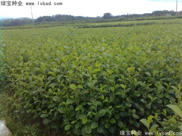 榿木<a href='http://www.hn123.net.cn/' target='_blank'>種子</a>