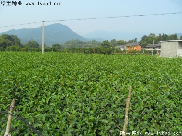 榿木<a href='http://www.hn123.net.cn/' target='_blank'>種子</a>