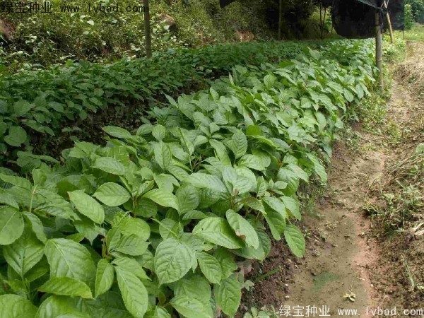 <a href='http://www.hn123.net.cn/linmuzhongzi/2270.html' target='_blank'>秋楓種子</a>