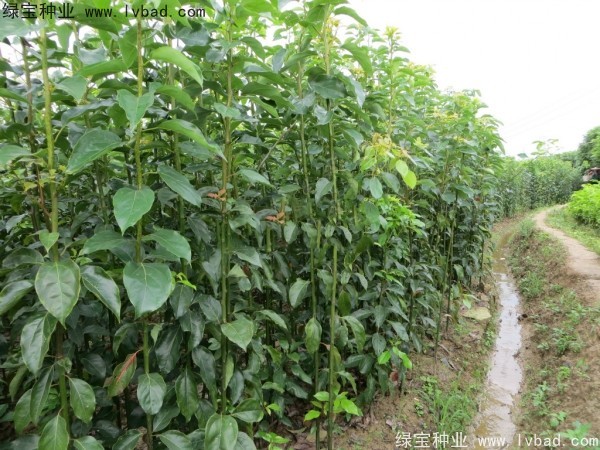 <a href='http://www.hn123.net.cn/linmuzhongzi/2270.html' target='_blank'>秋楓</a><a href='http://www.hn123.net.cn/' target='_blank'>種子</a>