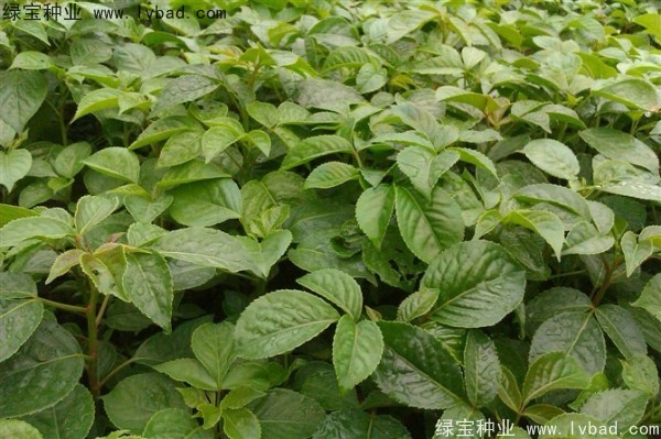 <a href='http://www.hn123.net.cn/linmuzhongzi/2270.html' target='_blank'>秋楓種子</a>