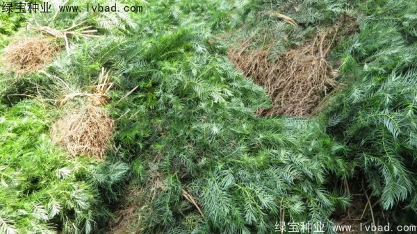 <a href='http://www.hn123.net.cn/linmuzhongzi/2272.html' target='_blank'>三尖杉</a><a href='http://www.hn123.net.cn/' target='_blank'>種子</a>