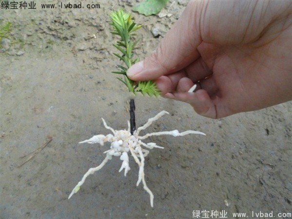 <a href='http://www.hn123.net.cn/linmuzhongzi/2272.html' target='_blank'>三尖杉種子</a>
