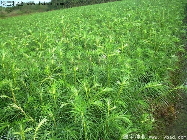 <a href='http://www.hn123.net.cn/linmuzhongzi/2274.html' target='_blank'>杉木種子</a>