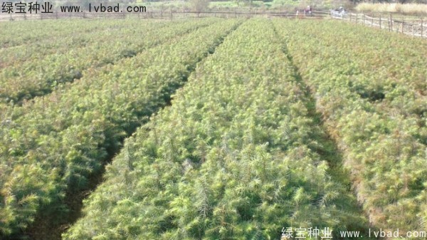 <a href='http://www.hn123.net.cn/linmuzhongzi/2274.html' target='_blank'>杉木</a><a href='http://www.hn123.net.cn/' target='_blank'>種子</a>