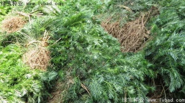 <a href='http://www.hn123.net.cn/linmuzhongzi/2274.html' target='_blank'>杉木種子</a>