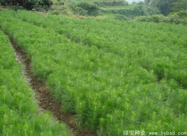 杉木<a href='http://www.hn123.net.cn/' target='_blank'>種子</a>