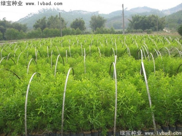 <a href='http://www.hn123.net.cn/linmuzhongzi/2275.html' target='_blank'>檀香種子</a>