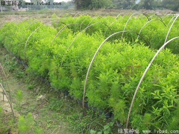 檀香<a href='http://www.hn123.net.cn/' target='_blank'>種子</a>