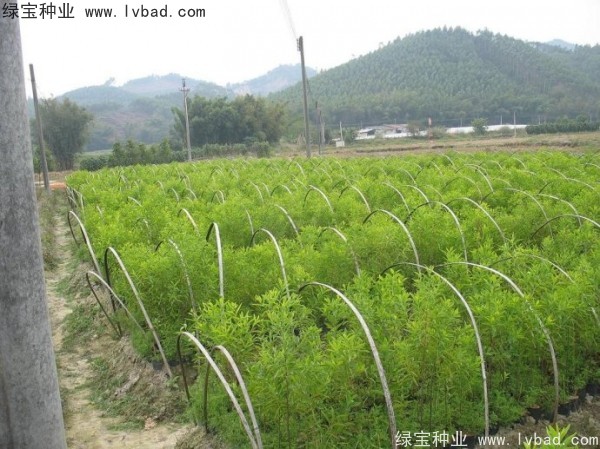 <a href='http://www.hn123.net.cn/linmuzhongzi/2275.html' target='_blank'>檀香種子</a>
