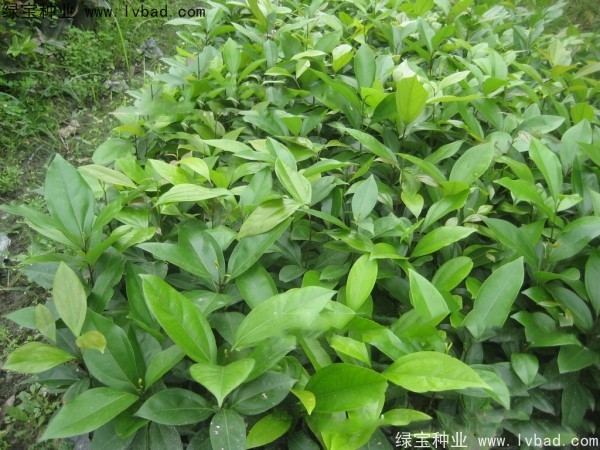 天竺桂<a href='http://www.hn123.net.cn/' target='_blank'>種子</a>