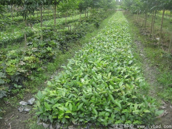 <a href='http://www.hn123.net.cn/linmuzhongzi/2276.html' target='_blank'>天竺桂</a><a href='http://www.hn123.net.cn/' target='_blank'>種子</a>