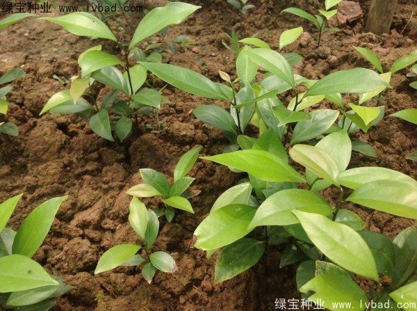 <a href='http://www.hn123.net.cn/linmuzhongzi/2276.html' target='_blank'>天竺桂種子</a>