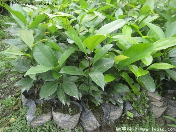 天竺桂<a href='http://www.hn123.net.cn/' target='_blank'>種子</a>