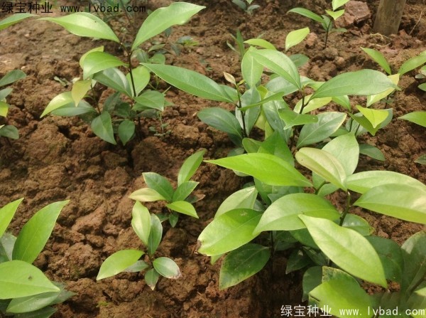 <a href='http://www.hn123.net.cn/linmuzhongzi/2276.html' target='_blank'>天竺桂種子</a>