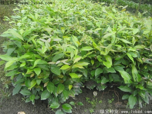<a href='http://www.hn123.net.cn/linmuzhongzi/2276.html' target='_blank'>天竺桂種子</a>