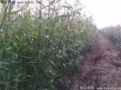 銅錢(qián)樹(shù)種子