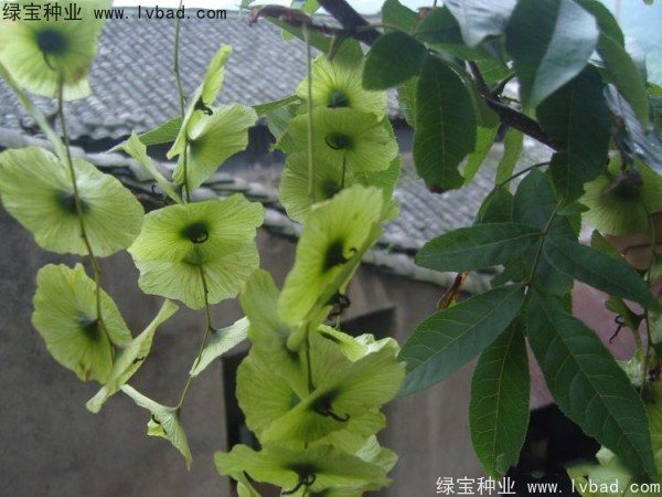銅錢樹<a href='http://www.hn123.net.cn/' target='_blank'>種子</a>