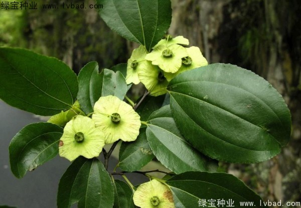 <a href='http://www.hn123.net.cn/linmuzhongzi/2277.html' target='_blank'>銅錢樹種子</a>
