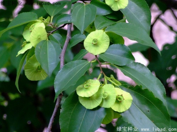 銅錢樹<a href='http://www.hn123.net.cn/' target='_blank'>種子</a>
