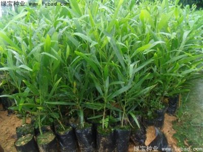 相思樹(shù)種子