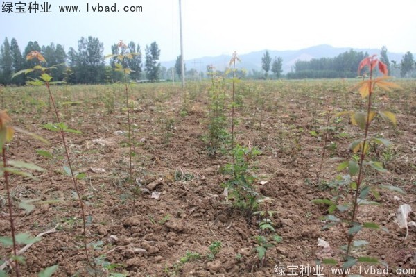 血皮槭<a href='http://www.hn123.net.cn/' target='_blank'>種子</a>