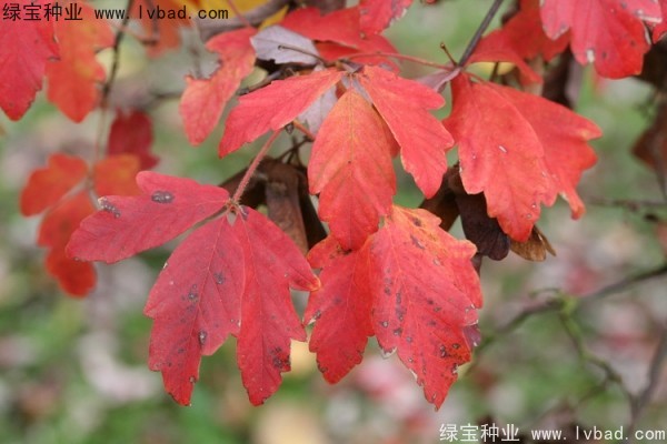 <a href='http://www.hn123.net.cn/linmuzhongzi/2282.html' target='_blank'>血皮槭種子</a>