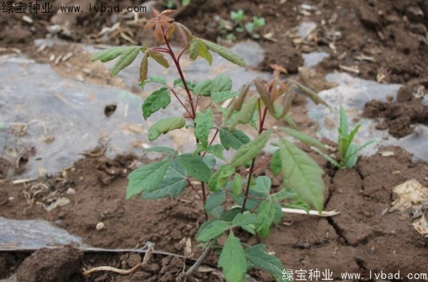 <a href='http://www.hn123.net.cn/linmuzhongzi/2282.html' target='_blank'>血皮槭種子</a>