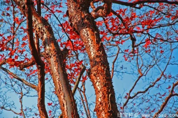 血皮槭<a href='http://www.hn123.net.cn/' target='_blank'>種子</a>