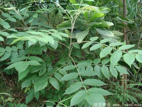 <a href='http://www.hn123.net.cn/linmuzhongzi/2283.html' target='_blank'>鹽膚木種子</a>